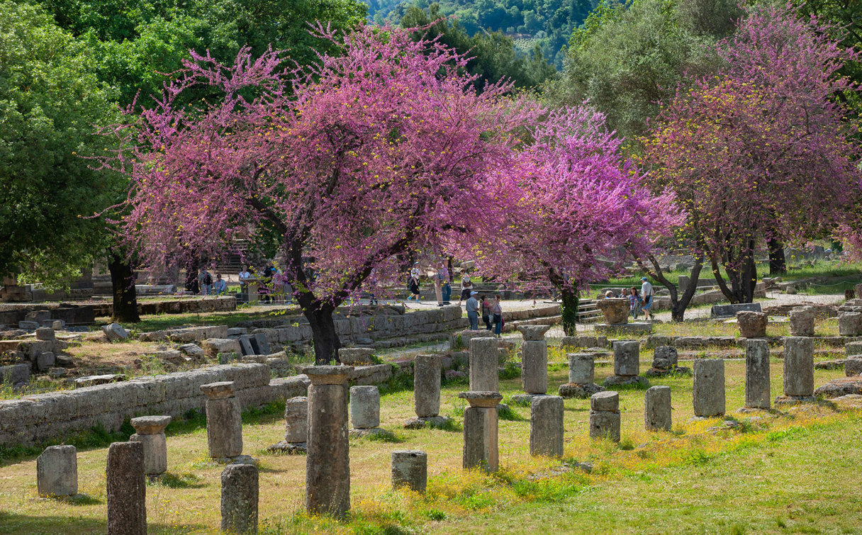 Rows of ancient column bases among green grass, beneath pink blossoming trees with wooded hills in the background