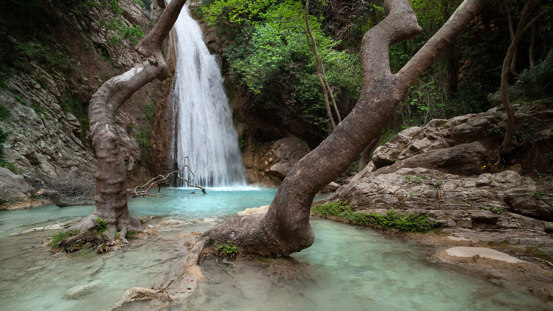 Waterfall cascading into a turquoise natural pool in the forest, with a twisted tree trunk and mossy rocks