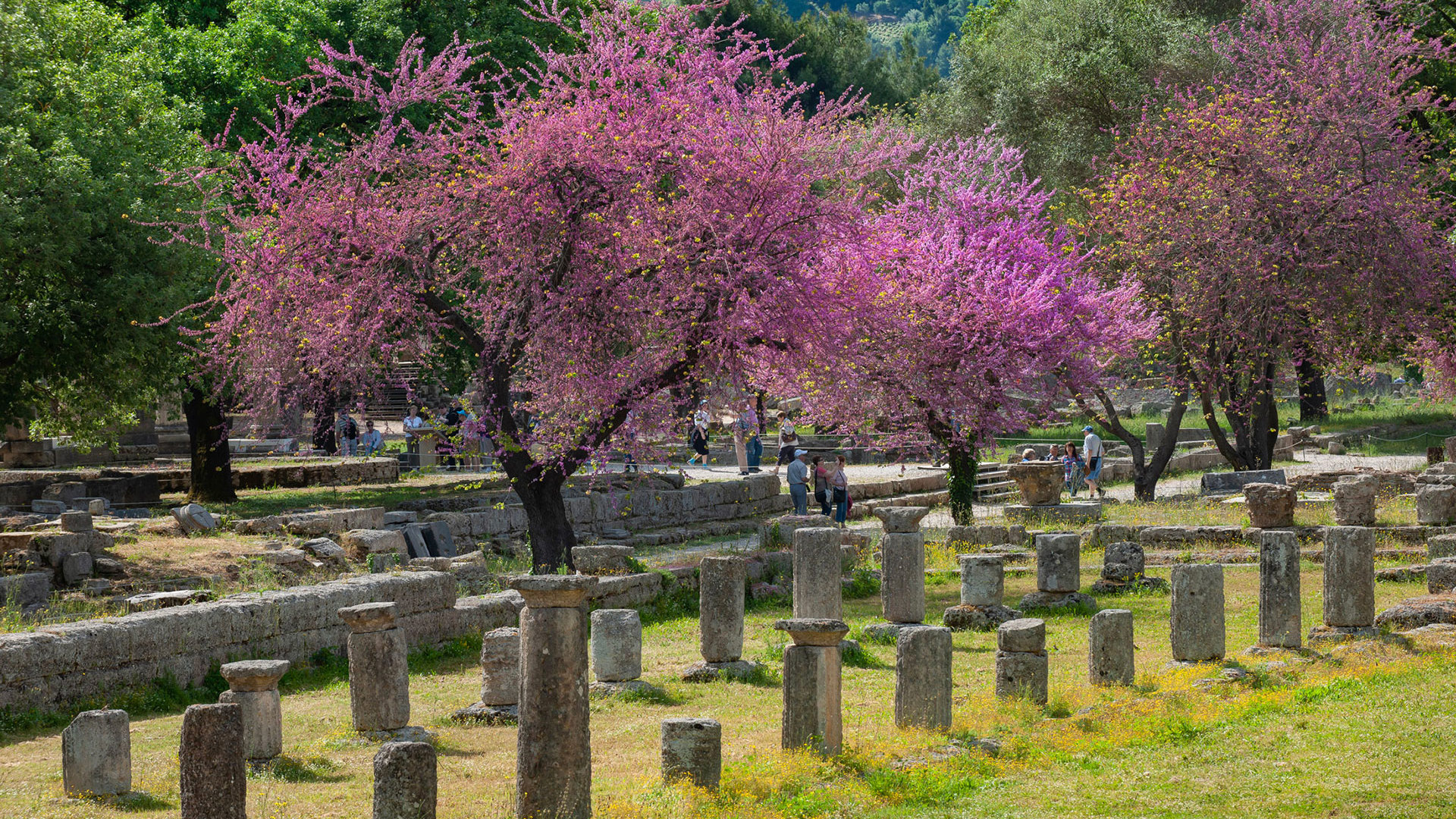 Pink blossoming Judas trees among ancient column stumps on green grass in Ancient Olympia in spring